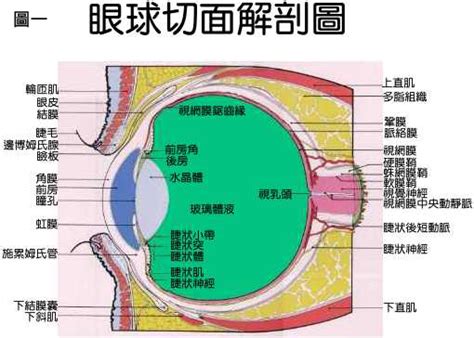 各種眼睛|【護眼百科】 眼的構造及功能－眼的構造精巧 功能獨特